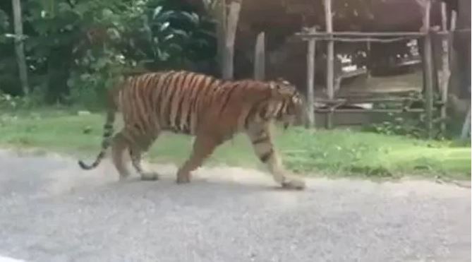 Harimau berkeliaran di Terengganu, Malaysia. 