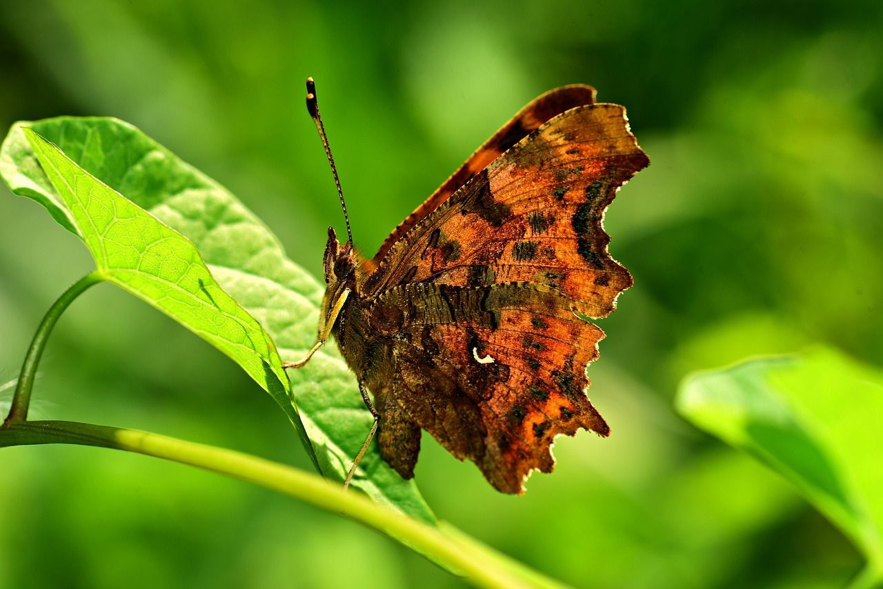Gambar dengan motif kupu-kupu termasuk tema