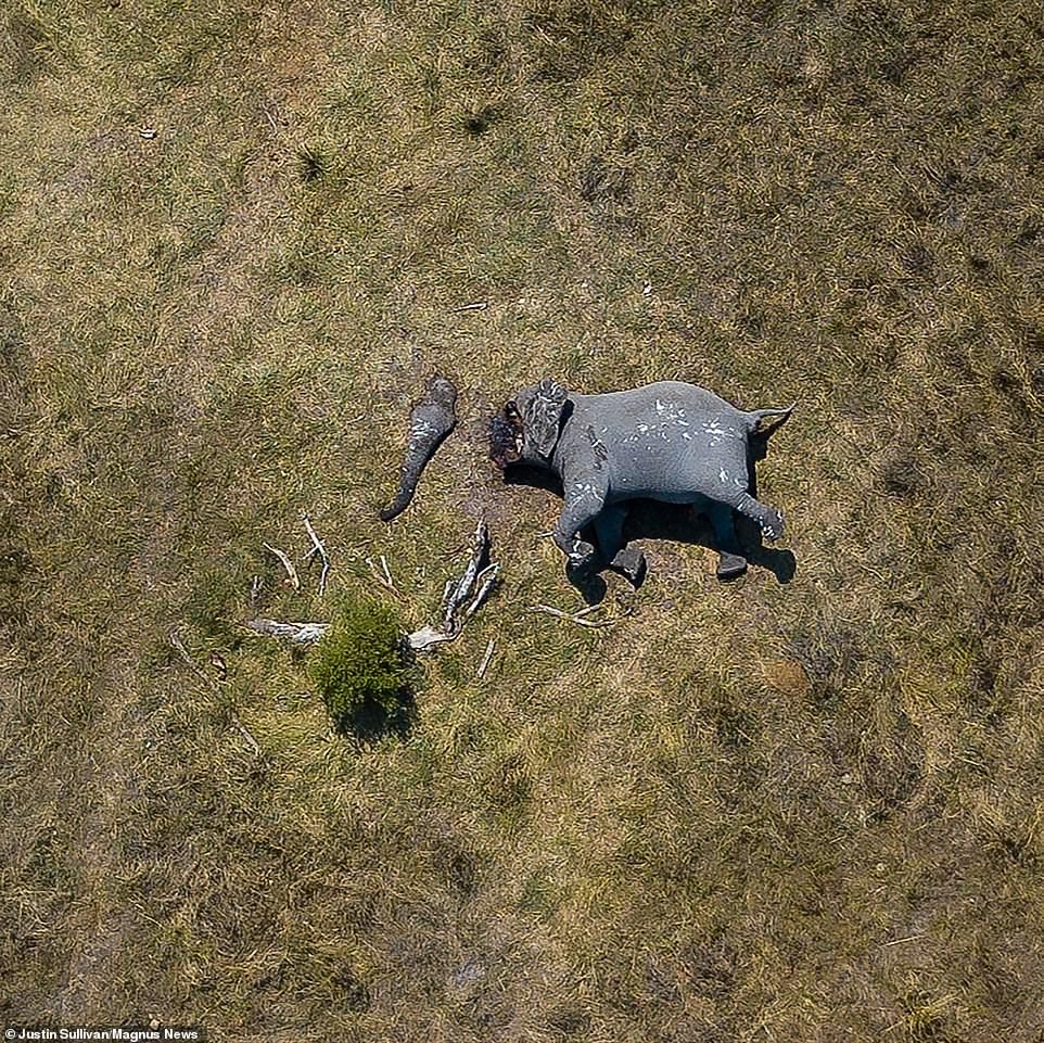 Foto dari atas menunjukkan bangkai gajah dimutilasi