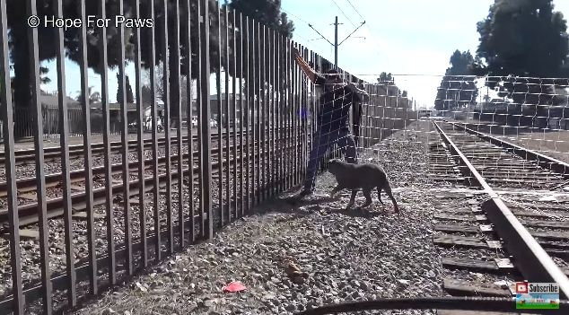 Video Aksi Penyelamatan Anjing Pitbull, Terjebak dan Terluka di Antara Rel Kereta