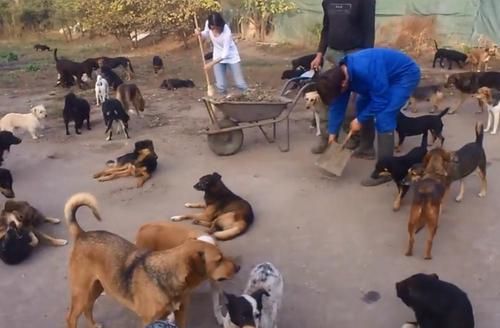 Video Kisah Pria yang Tak Tahan Melihat Anjing-anjing Liar Mati di Jalanan, Akhirnya Lakukan Hal Ini