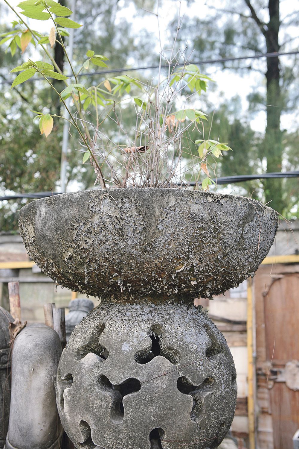 Berlumut dan berjamur merupakan salah satu masalah pada sculpture jenis batu-batuan seperti ini.  