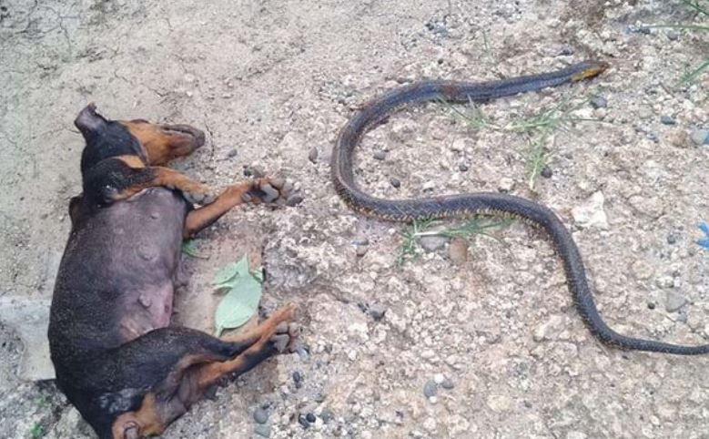 Anjing dan ular yang tewas dalam pertarungan.