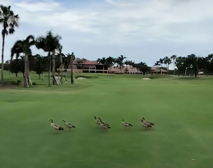 Turnamen Golf Terhenti Karena Ada Buaya dan Bebek, Video Ini Tampilkan Apa yang Dilakukan Hewan-hewan Itu di Lapangan
