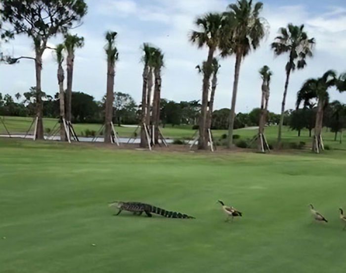 Turnamen Golf Terhenti Karena Ada Buaya dan Bebek, Video Ini Tampilkan Apa yang Dilakukan Hewan-hewan Itu di Lapangan