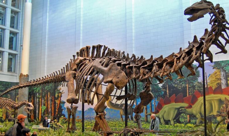 Fosil sauropoda.