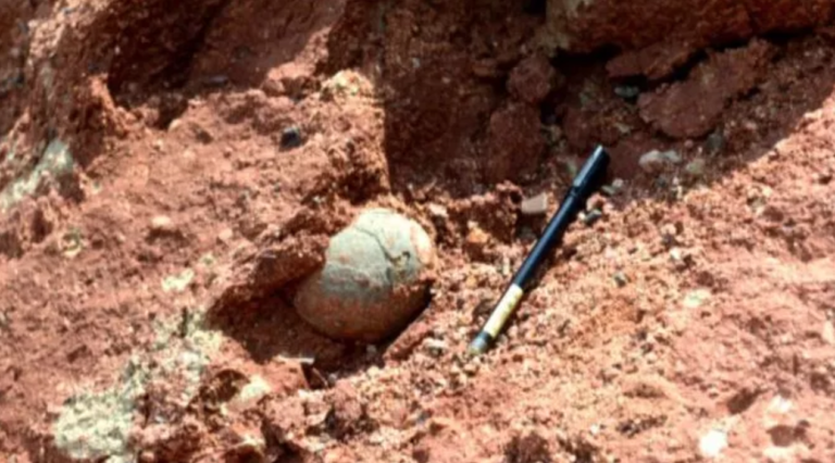 Fosil telur dinosaurus yang ditemukan Zhang Yangzhe