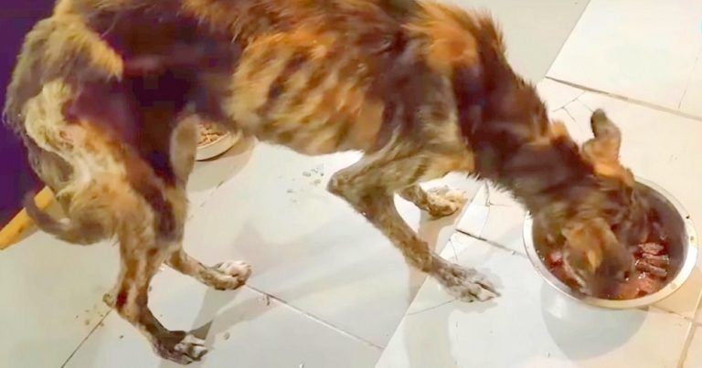 Kurang Nutrisi dan Dipenuhi Banyak Kutu, Ini Video Penyelamatan Anjing yang Tinggal di Sebuah Ban Bekas Tua