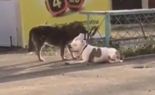 Melihat Anjing Lain Terikat, Video Ini Tampilkan Apa yang Dilakukan Anjing Baik Hati