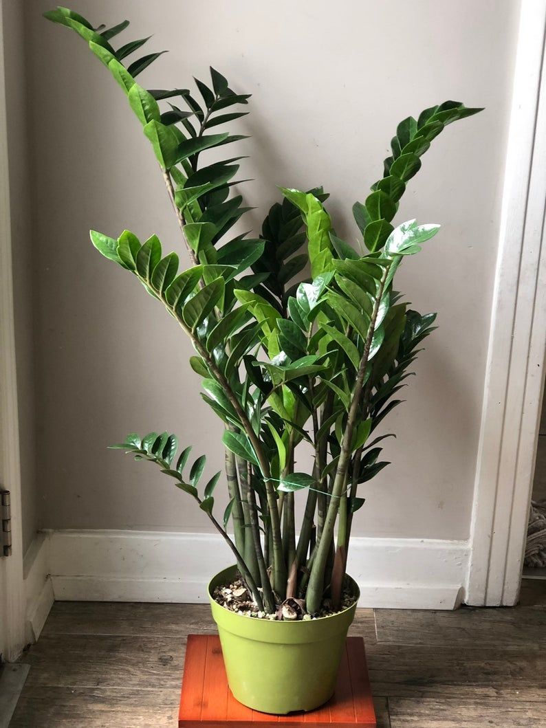 Zamioculcas