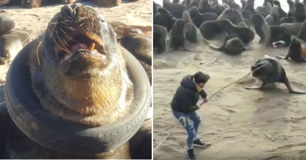 Setelah Berkali-kali Percobaan, Video Ini Tampilkan Relawan Akhirnya Bisa Selamatkan Singa Laut yang Terperangkap Ban