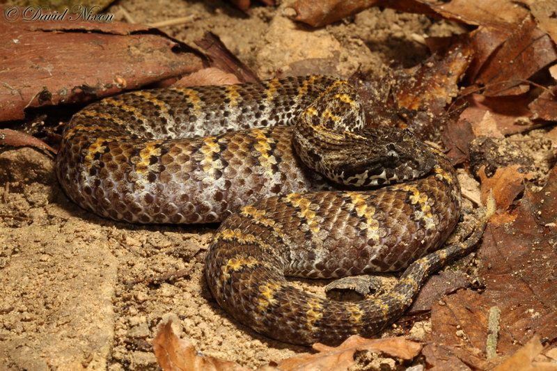 Ular death adder yang mudah dijumpai di seluruh Pulau Papua ini termasuk jenis ular dengan bisa yang mematikan di dunia.