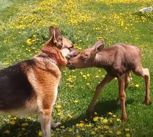Kisah Persahabatan Unik Hewan, Video Ini Tampilkan Bayi Rusa yang Akrab dengan Anjing