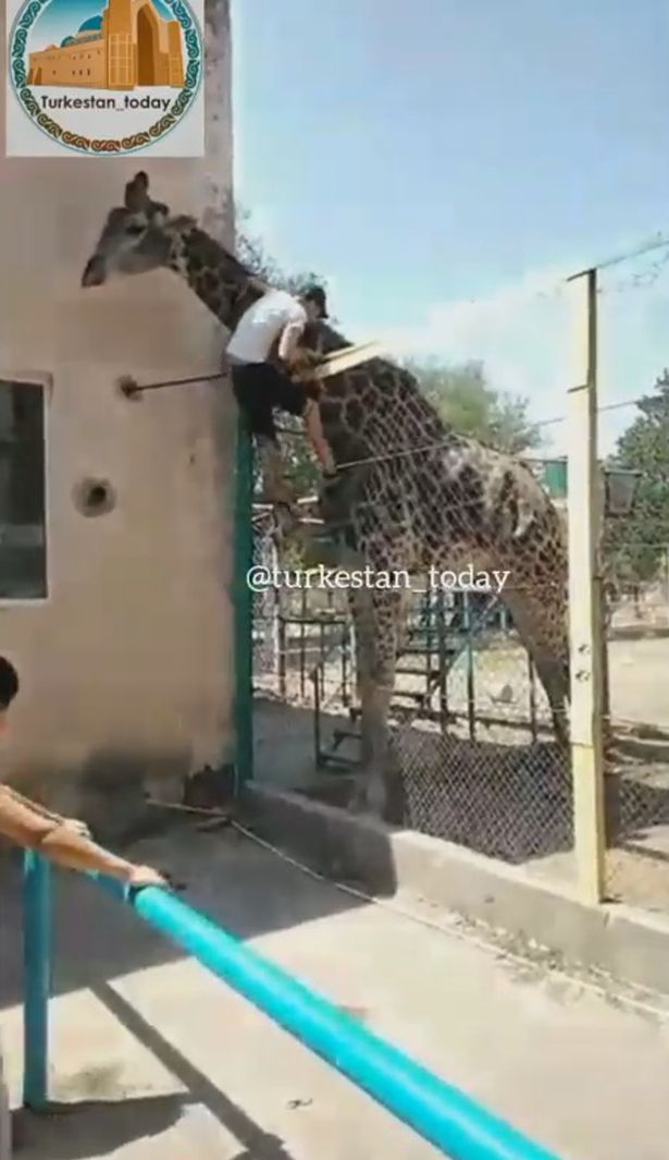 Seorang pria mabuk berusaha menaiki jerapah di kebun binatang