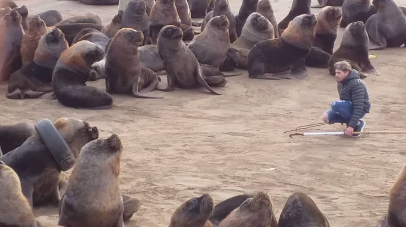 Setelah Berkali-kali Percobaan, Video Ini Tampilkan Relawan Akhirnya Bisa Selamatkan Singa Laut yang Terperangkap Ban