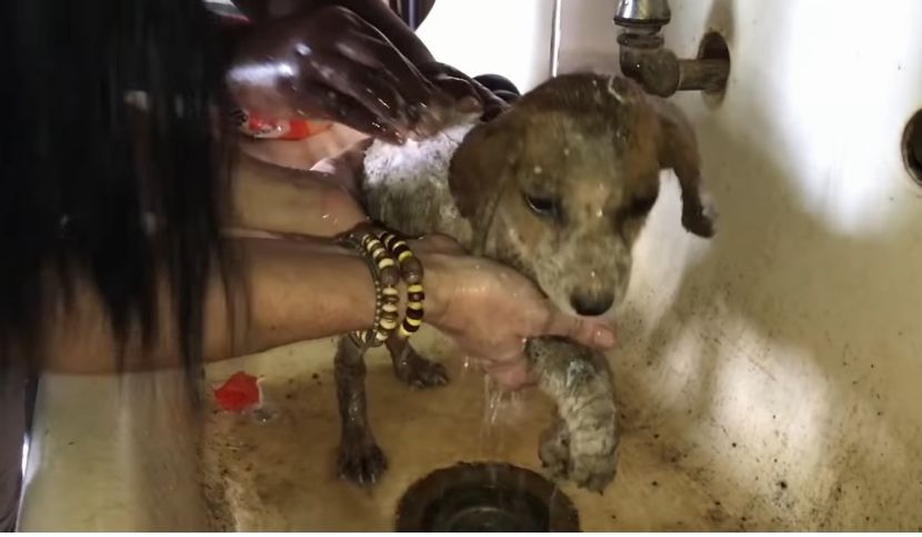 Diselamatkan dari Jalanan, Video Ini Tunjukkan Anak Anjing Malang Tumbuh dan Bermain dengan Simpanse