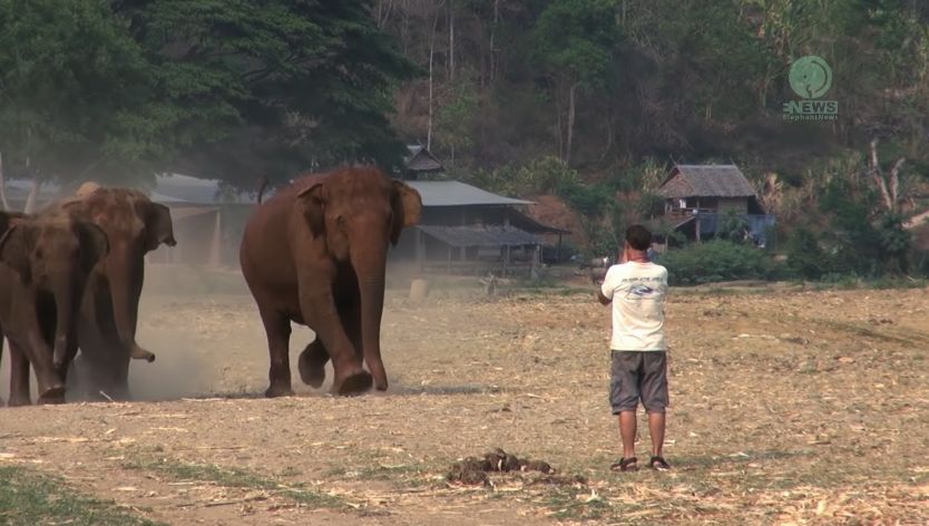 Bukan Kucing atau Anjing, Video Ini Tampilkan Cara Unik Seorang Pria Memanggil Kawanan Gajah