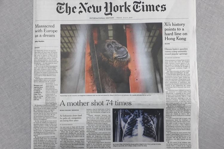 Berita tentang orangutan Hope di koran The New York Times
