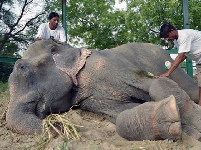 Dirantai dan Disiksa Selama 50 Tahun, Ini Video Reaksi Gajah Saat Dibebaskan