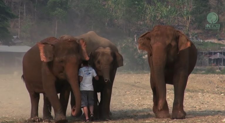 Bukan Kucing atau Anjing, Video Ini Tampilkan Cara Unik Seorang Pria Memanggil Kawanan Gajah