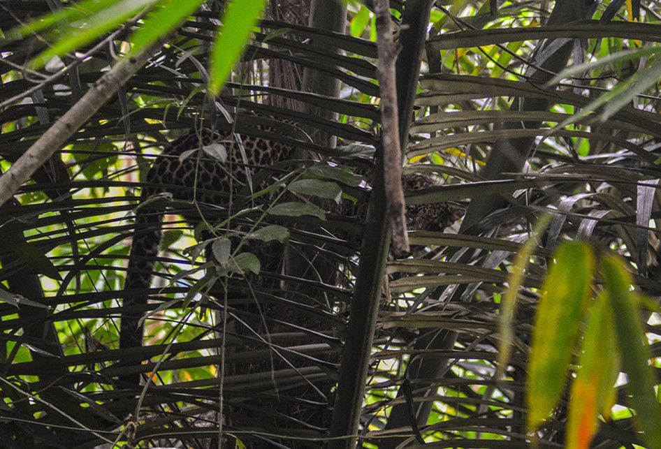 Seekor macan tutul (Panthera pardus) ditemukan bertengger di dahan pohon aren di kawasan permukiman warga Kampung Badeung, Desa Gunajaya, Kabupaten Tasikmalaya, Jawa Barat, Rabu (31/7/2019). Petugas Konservasi Sumber Daya Alam (KSDA) wilayah III Ciamis dibantu warga masih belum bisa menangkap macan tersebut untuk dievakuasi agar tidak berkonflik dengan manusia.