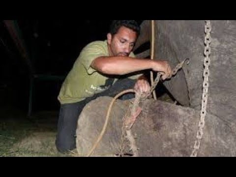 Dirantai dan Disiksa Selama 50 Tahun, Ini Video Reaksi Gajah Saat Dibebaskan