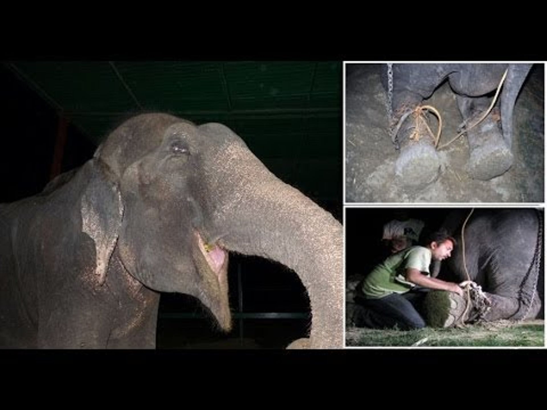 Dirantai dan Disiksa Selama 50 Tahun, Ini Video Reaksi Gajah Saat Dibebaskan