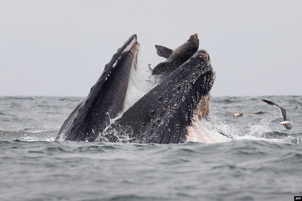 Seorang fotografer menangkap momen saat seekor singa laut masuk ke mulut paus bungkuk di Monterey Bay, California, AS, dalam apa yang disebutnya momen "sekali seumur hidup". 