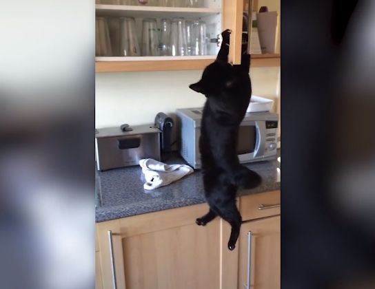 Video Tingkah Kucing yang Pantang Menyerah untuk Mencuri Makanan, Pemiliknya Cuma Bisa Tertawa