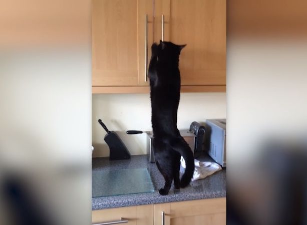 Video Tingkah Kucing yang Pantang Menyerah untuk Mencuri Makanan, Pemiliknya Cuma Bisa Tertawa