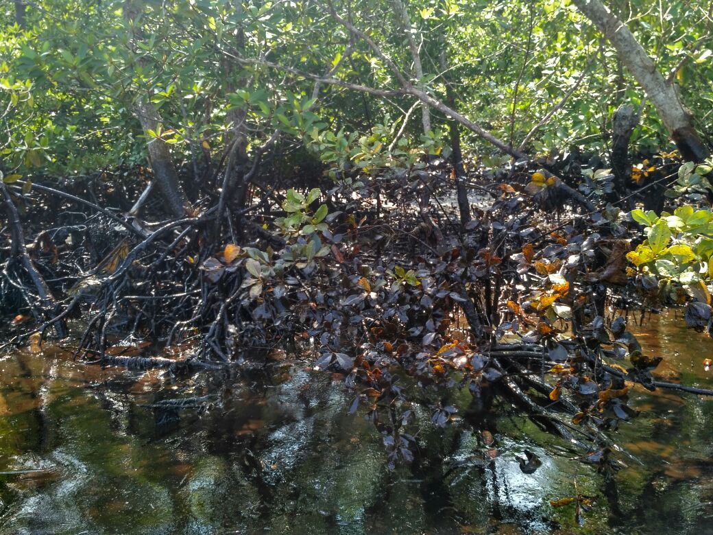 Mangrove yang tercemar tumpahan minyak di Teluk Balikpapan, Kaltim 