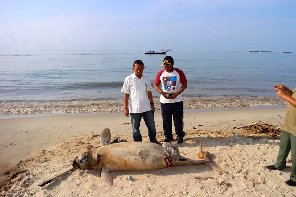 Biota laut yang mati karena tumpahan minyak di Teluk Balikpapan