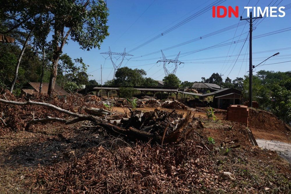 Kondisi pohon sengon di Gunungpati, Semarang, Jawa Tengah  yang sempat timbulkan ledakan dan menjadi pemicu korsleting SUTET 500 kv Ungaran