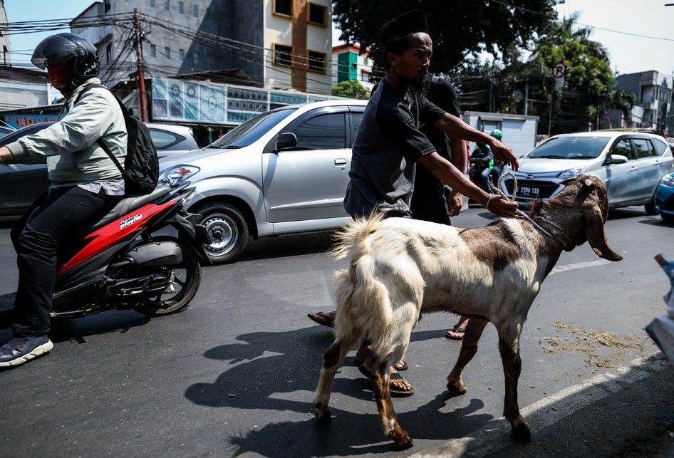 Pedagang memanfaatkan trotoar untuk berjualan hewan kurban di Jalan KH Mas Mansyur, Tanah Abang, Jakarta Pusat, Rabu (7/8/2019). Kambing yang didatangkan dari daerah di Jawa Tengah tersebut ditawarkan antara Rp 2,5 juta hingga Rp 6,5 juta, tergantung beratnya kambing.