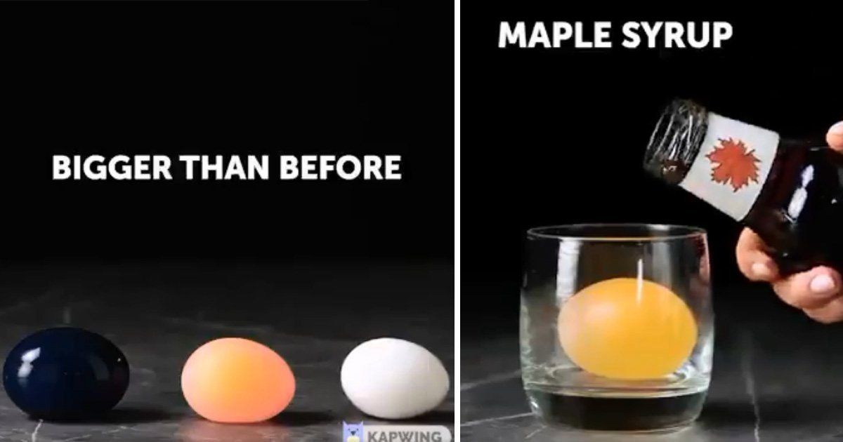 Tampilkan Tutorial Aneh, Video Ini Viral Karena Berhasil Ubah Ukuran Telur Jadi Lebih Besar