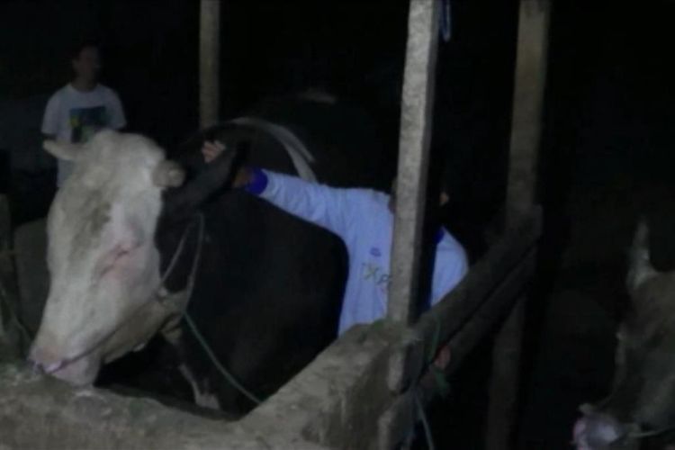 Sapi Kurban 1,05 Ton Milik Presiden Jokowi Diberi Karpet Hitam Agar Bisa Tidur Nyenyak dan Berat badannya Tak Menurun