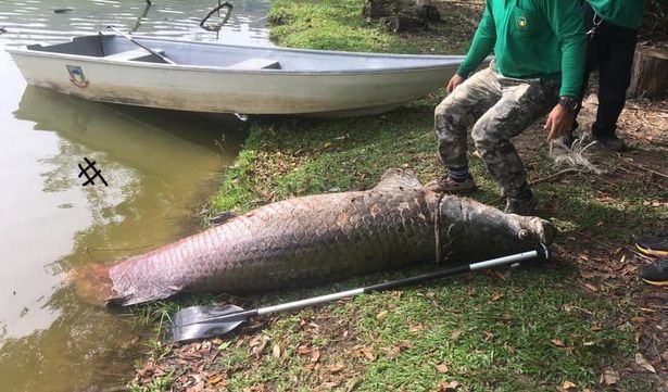 Ikan Raksasa Sebesar Buaya Ditemukan Mati Mengambang Di Malaysia Rupanya Asal Usul Ikan Ini Mengejutkan Semua Halaman Intisari