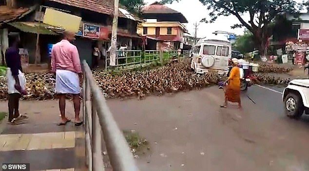 Seorang wanita berusaha mengarahkan bebek keluar jalan raya