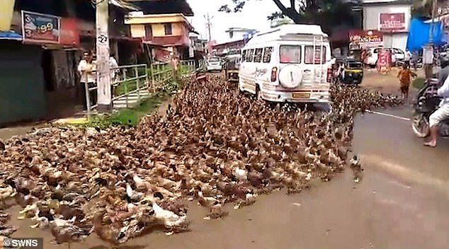 Bebek membanjiri jalan raya di India