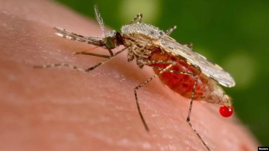 Nyamuk anopheles stephensi, salah satu jenis vektor utama nyamuk malaria, 23 November 2015. 