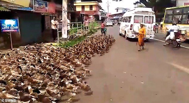 Bebek membanjiri jalan raya di India