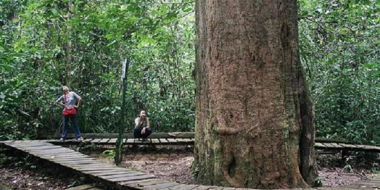 Sempat Langka dan Lindungi, Kini Kayu Besi Semakin Diminati Untuk Konstruksi