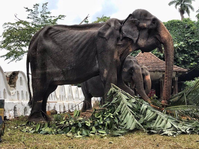 Foto-foto memilukan seekor gajah di balik kostum festivalnya.