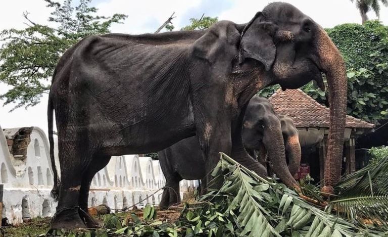 Gajah kurus di Sri Lanka