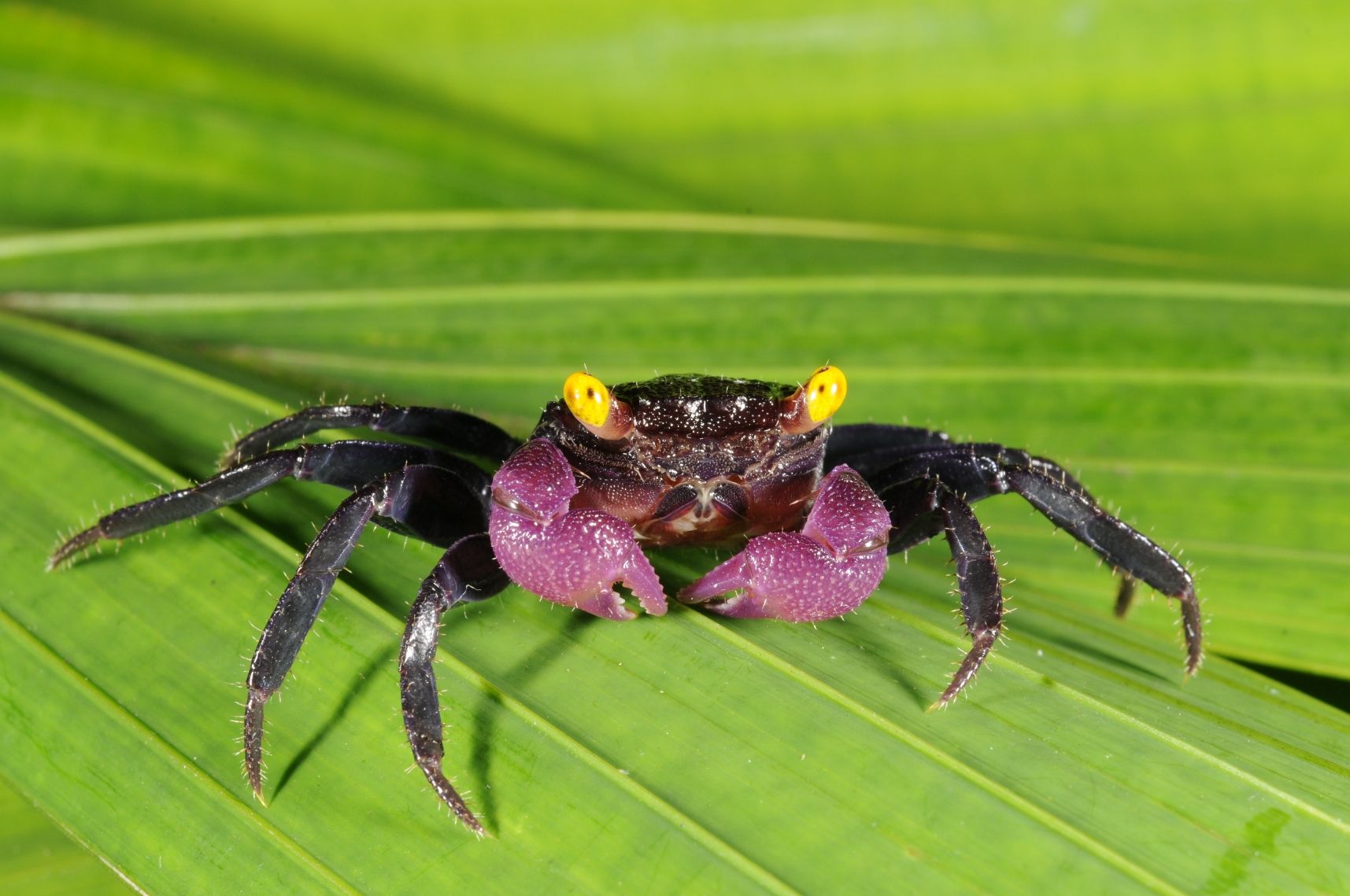 Dikenal Dengan Nama Kepiting Vampir Apa Keunikan Kepiting Ini Ya
