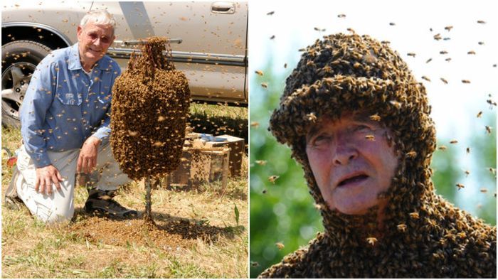 Pengendali Lebah Norman Gary