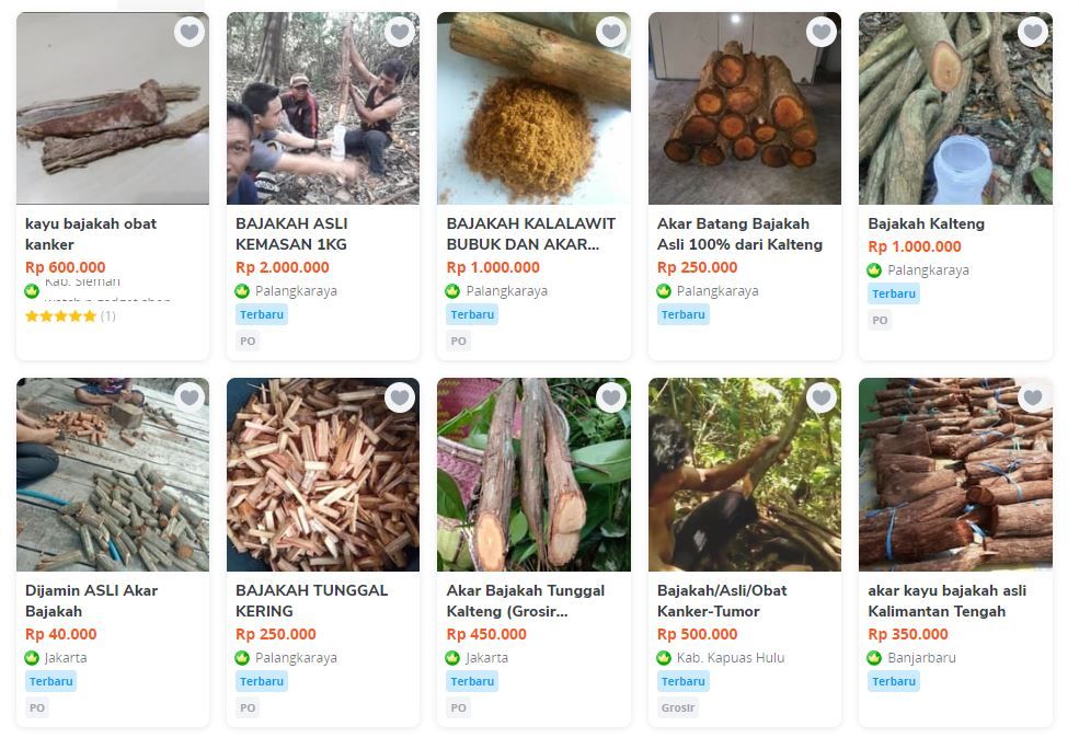 Bajakah dijual online hingga Rp 2 juta per Kg.