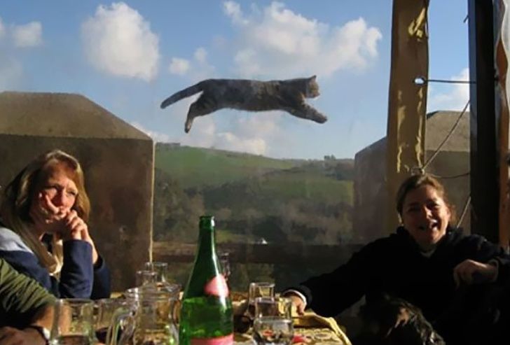 This candid photo turned into proof that cats can fly.