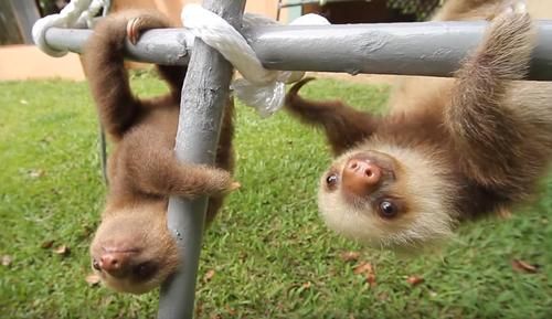 Video Lucu Bayi Sloth Sedang 'Bercakap-cakap', Suaranya Seperti Klakson Dibunyikan