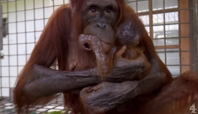 Hari Orangutan Sedunia, Video Ini Tunjukkan Momen Mengharukan Pertemuan Ibu Orangutan dengan Bayinya